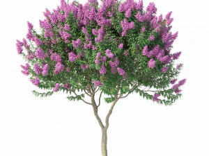 crape myrtle no 1 with flowers 3D Model