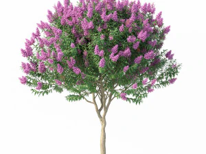 crape myrtle no 1 with flowers 3D Model