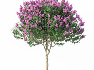 crape myrtle no 1 with flowers 3D Model