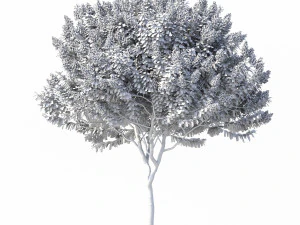 crape myrtle no 1 with flowers 3D Model