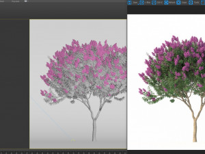 crape myrtle no 1 with flowers 3D Модель