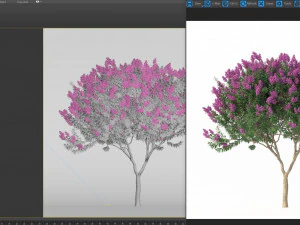 crape myrtle no 1 with flowers 3D Model