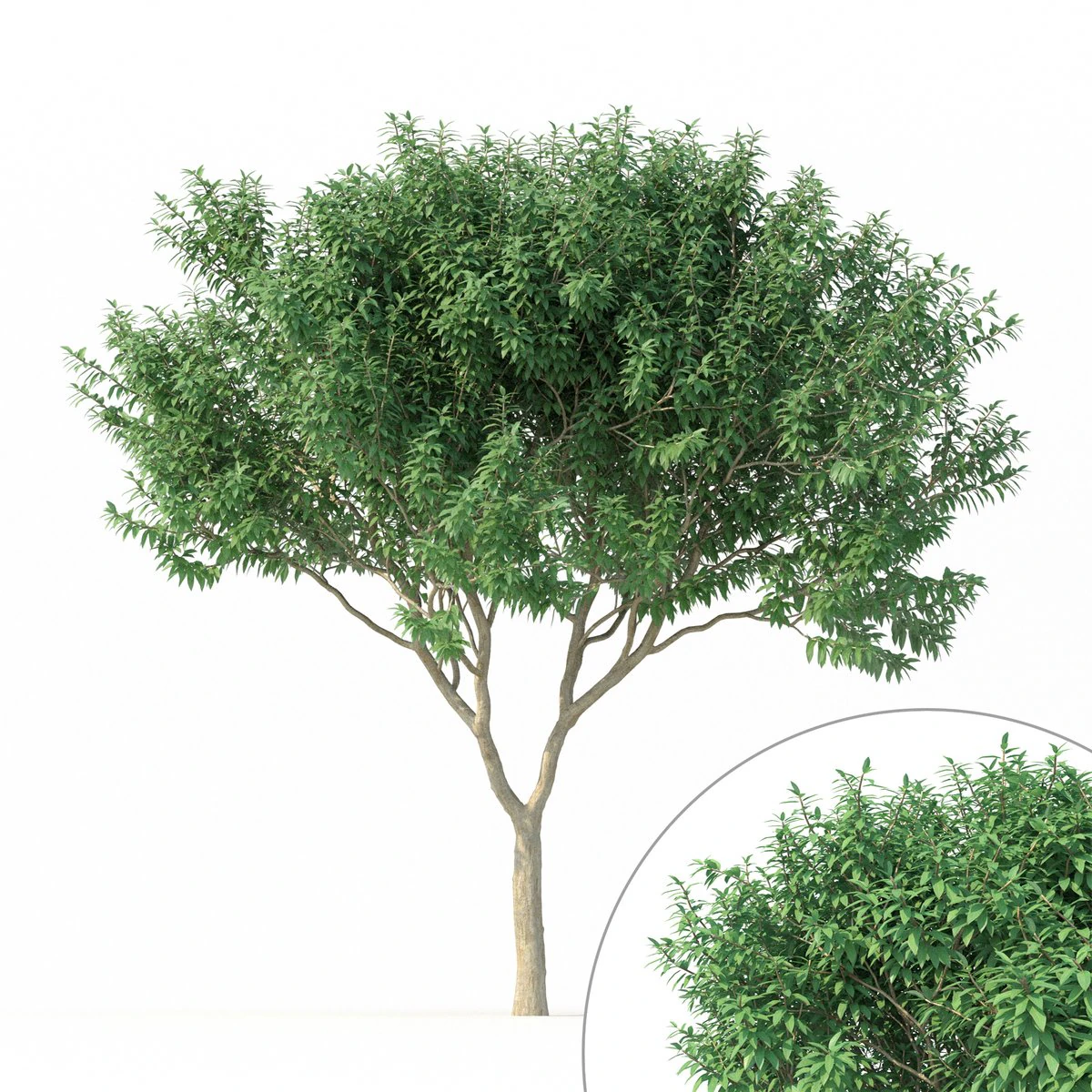 crape myrtle no 1 3D Model .c4d .max .obj .3ds .fbx .stl .blend