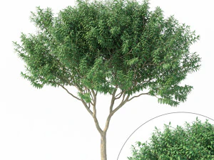 百日紅その1 3Dモデル