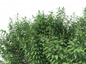 crape myrtle no 1 3D Model