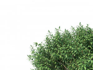 crape myrtle no 1 3D Model