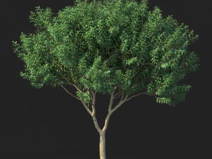 crape myrtle no 1 3D Model