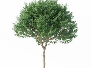 crape myrtle no 1 3D Model