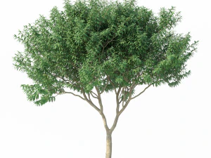 crape myrtle no 1 3D Model