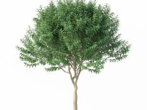 crape myrtle no 1 Modelo 3D