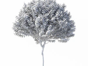 crape myrtle no 1 3D Model