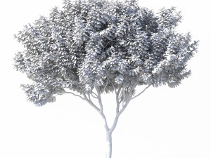 crape myrtle no 1 Modelo 3D