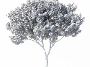 crape myrtle no 1 3D Model