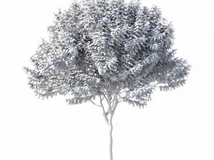 crape myrtle no 1 3D Model