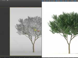 crape myrtle no 1 3D Model