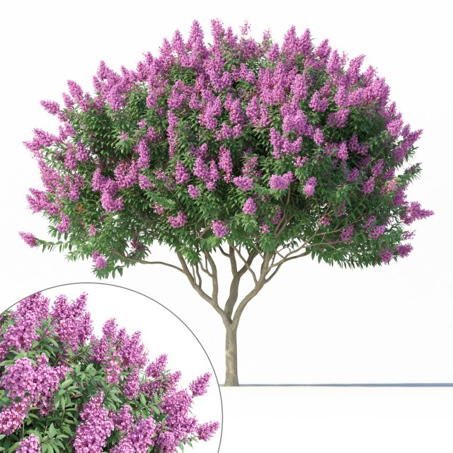 crape myrtle no 2 with flowers 3D 모델 .c4d .max .obj .3ds .fbx .stl .blend 