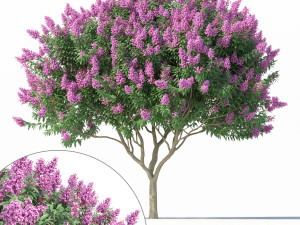 crape myrtle no 2 with flowers 3Dモデル