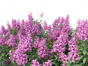 myrte cr&ecirc;pe n&deg;2 avec des fleurs Modèle 3D