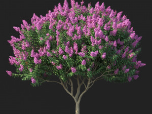 crape myrtle no 2 with flowers 3D 모델