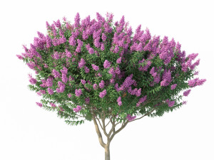 crape myrtle no 2 with flowers 3D 모델