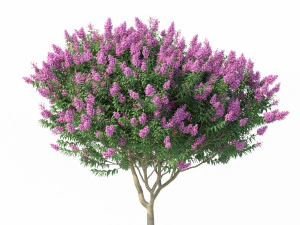 myrte cr&ecirc;pe n&deg;2 avec des fleurs Modèle 3D