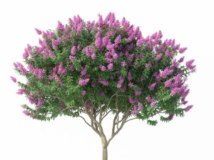 crape myrtle no 2 with flowers 3D 모델