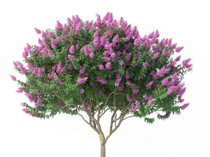 myrte cr&ecirc;pe n&deg;2 avec des fleurs Modèle 3D