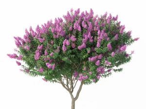 myrte cr&ecirc;pe n&deg;2 avec des fleurs Modèle 3D