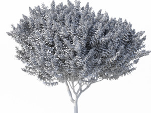 crape myrtle no 2 with flowers 3D 모델