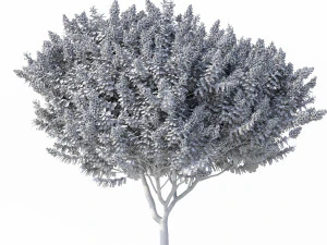 myrte cr&ecirc;pe n&deg;2 avec des fleurs Modèle 3D