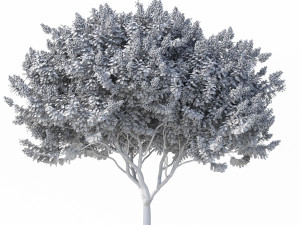 crape myrtle no 2 with flowers 3D 모델