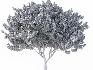 myrte cr&ecirc;pe n&deg;2 avec des fleurs Modèle 3D