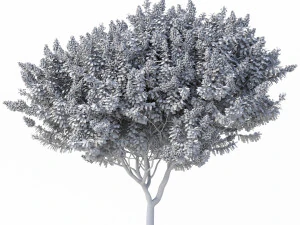 myrte cr&ecirc;pe n&deg;2 avec des fleurs Modèle 3D