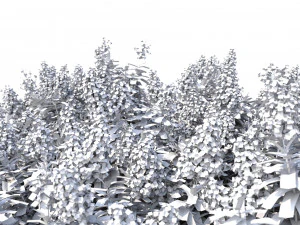 myrte cr&ecirc;pe n&deg;2 avec des fleurs Modèle 3D