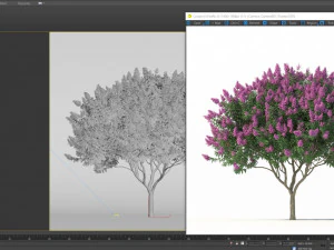 myrte cr&ecirc;pe n&deg;2 avec des fleurs Modèle 3D