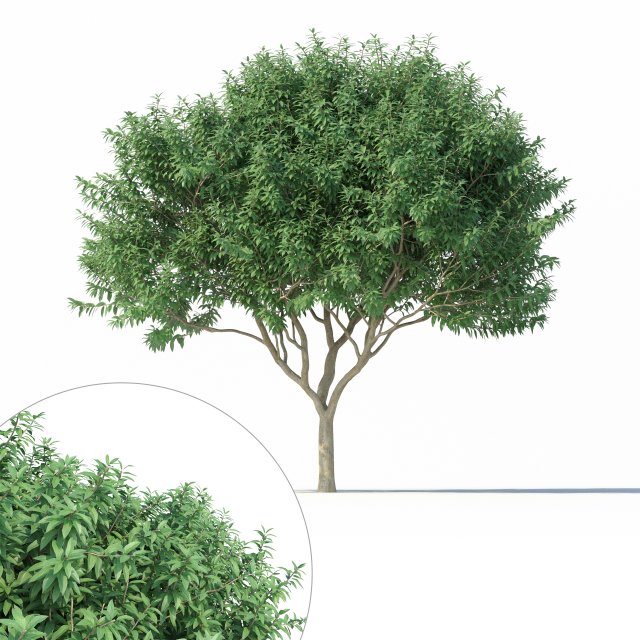crape myrtle no 2 Model 3D .c4d .max .obj .3ds .fbx .stl .blend 