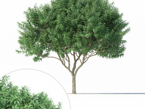 crape myrtle no 2 3Dモデル