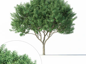 百日紅その２ 3Dモデル