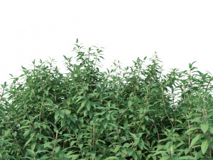 crape myrtle no 2 Model 3D