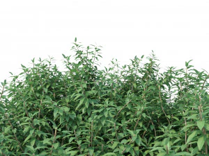 murta de crepe n&ordm; 2 Modelo 3D