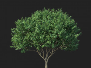 crape myrtle no 2 Model 3D