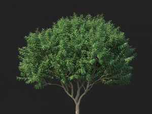 murta de crepe n&ordm; 2 Modelo 3D