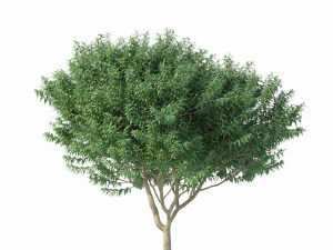 murta de crepe n&ordm; 2 Modelo 3D