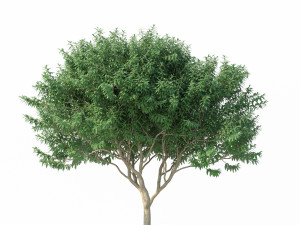 crape myrtle no 2 Model 3D