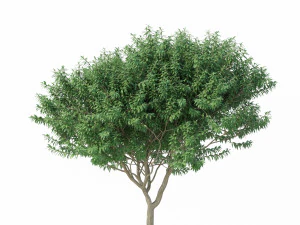 murta de crepe n&ordm; 2 Modelo 3D