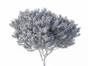 crape myrtle no 2 Model 3D