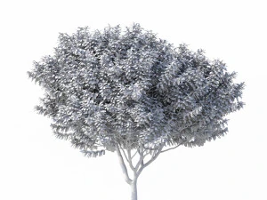 murta de crepe n&ordm; 2 Modelo 3D