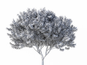 crape myrtle no 2 Model 3D