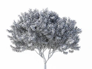 murta de crepe n&ordm; 2 Modelo 3D