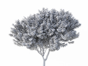 crape myrtle no 2 Model 3D